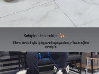 8 aylık sibirya kurdu