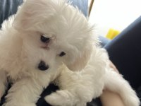 Akıllı kızımızdan ayrılmak zorundayız maltese terrier