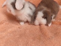 Hollanda teddy lop tavşanı