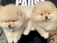Pomeranian Boo bebekler aşılı kimlikli