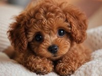 Uygun bütçeli poodle bebeklerimiz