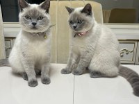British Shorthair Blue Point İki Dişi Kardeş