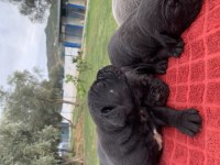 MÜKEMMEL CANE CORSO