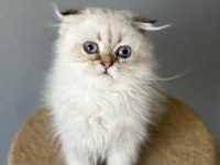 Scottish Fold Longhair