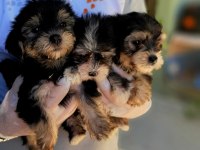 Morkie yavrularımız harika bebişler