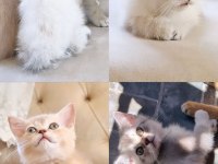 Scottish fold blue point