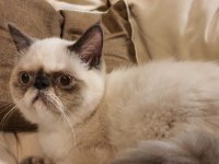 Safkan Exotic Shorthair Blue Point Dişi Kedimiz
