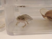 Bebek axolotl sağlıklı ve keyifli
