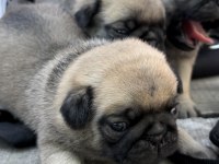 Pug yavrularımız sahiplendirilecektir