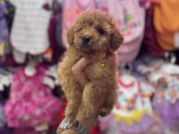 AİLENİZİN YENİ POODLE ÜYESİ