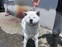 Akita bebeklerimiz 3 erkek 2 dişi anne baba safkan