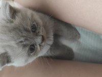 Scottish fold yavruları