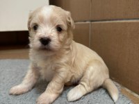 Maltipoo bebekler