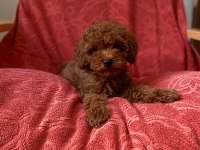 Red Brown Orjinal Toy Poodle Bebekler