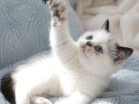 Mini maviş exotic shorthair