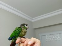 GREENCHEK KONUR BEBEK