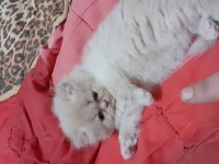 Safkan iran kedisi yavru