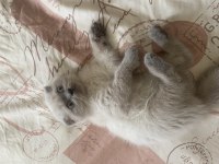 Bluepoint scottish fold yavrumuz