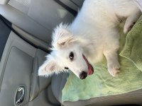 Rus finosu 5 aylık köpeğimiz