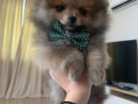 Çok güzel mini erkek ayı surat pomeranian