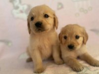 Türünün tek örneği baby Golden Retriever Orjinal