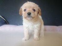 Sevimli maltipoo bebekler