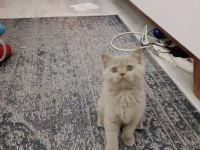 British shorthair kedisi