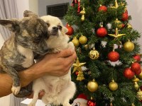1 çift 0 boy şivava köpekler