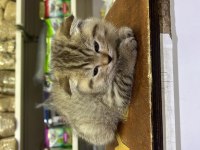 Son dişi scottish fold yavrumuza yuva arıyoruz