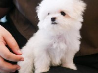 Kore kan mükemmel güzellikte maltese terrier
