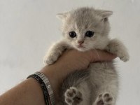 Safkan British Shorthair Yavrularımız