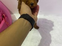 Yavru toy poodle köpeklerimize yuva arıyoruz