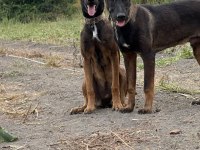A kalite malinois beslemek isteyenler için büyük fırsat