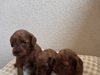 Ev ortamında büyüyen safkan poodle yavrular