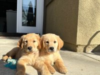 A Kalite Golden Retriever Yavrular