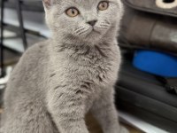 2.5 Aylık Erkek British Shorthair Kedimiz
