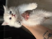 Erkek British Shorthair Açıklamayı Okuyun