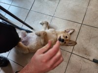 3.5 aylık golden retriever