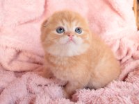 Top Kafa Scottish Fold Erkek Yavru