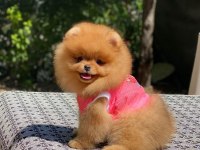 Show kalite pomeranian bebeklerim