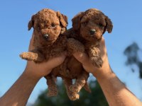 Teacup Korea Poodle Kg Garantili Wc Egitimli