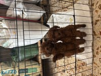 Dark brown teacup poodle
