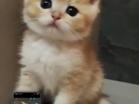 British Shorthair Yavrularımız Yeni Yuvalarını Arıyor