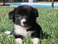 Birinci Sınıf Border Collie Yavruları 