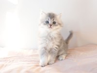 Safkan British Longhair Blue Golden