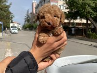 Kore Maltipoo Terier Degildir Lütfen Dikkate Alınız