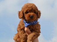 Sevimli Toy Poodle Yavrular