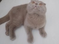 Safkan Scottish Fold Orjinal AA sınıfı