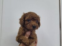 Safkan Kore Poodle