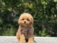 Maltipoo cinsi yavrular Dişi erkek mevcuttur